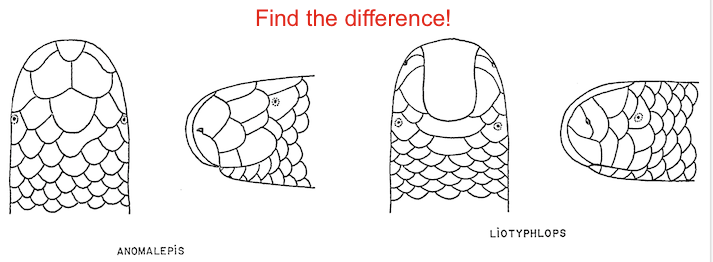 Anomalepis vs Liotyphlops