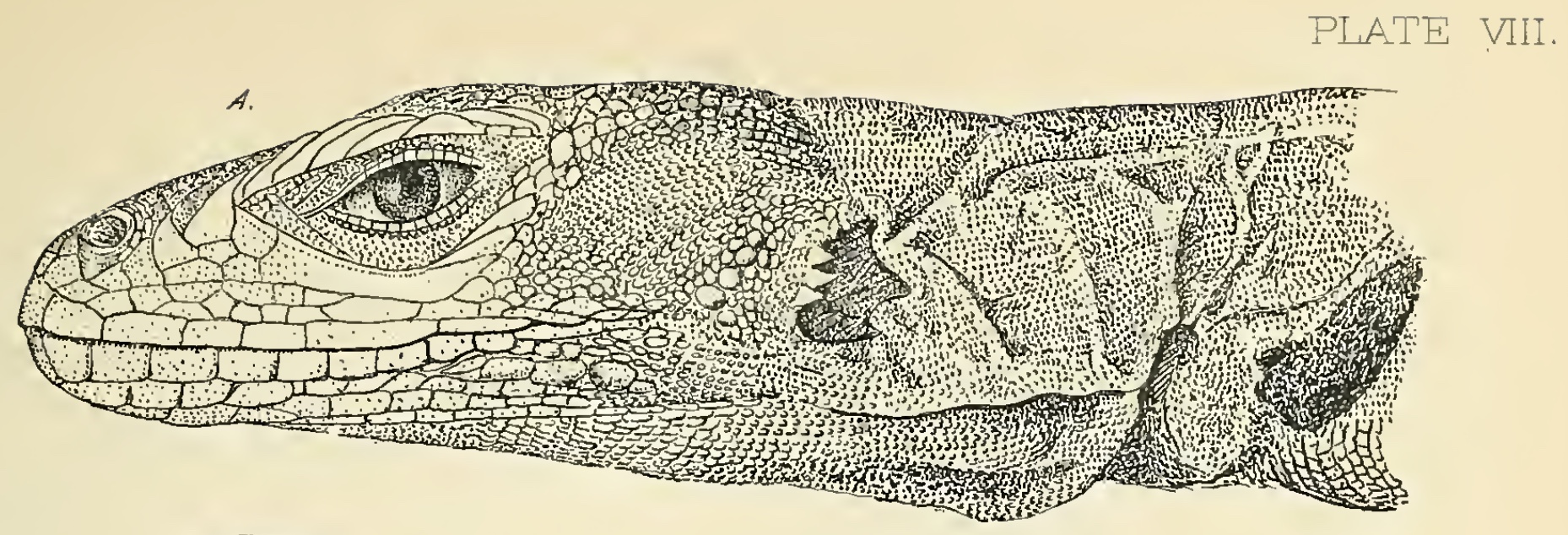 Atheris chlorechis The Reptile Database