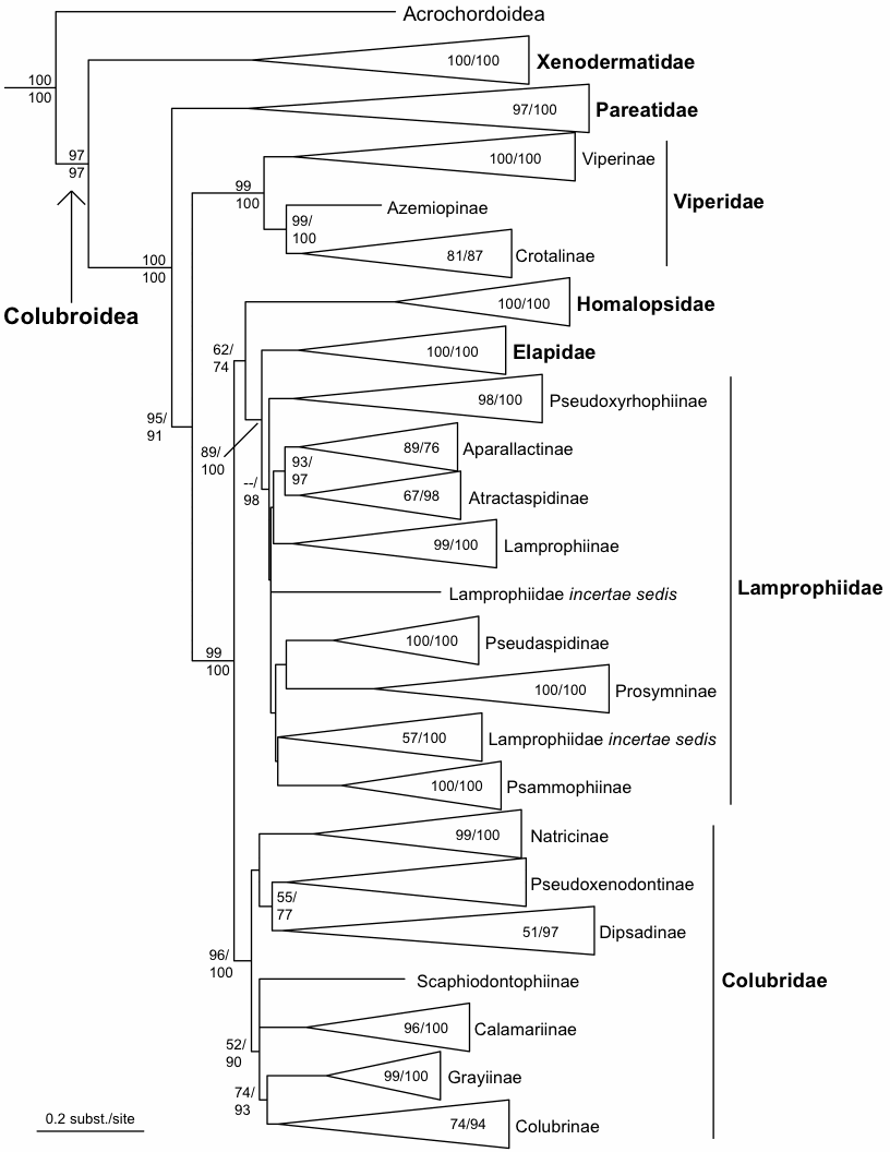 Higher snake classification after Pyron et al. 2010
