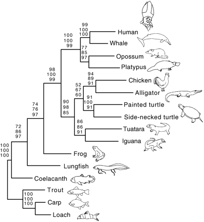 Turtle Evolution Tree