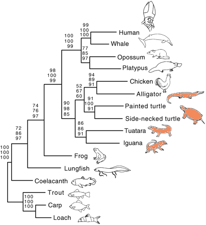 reptilian-names