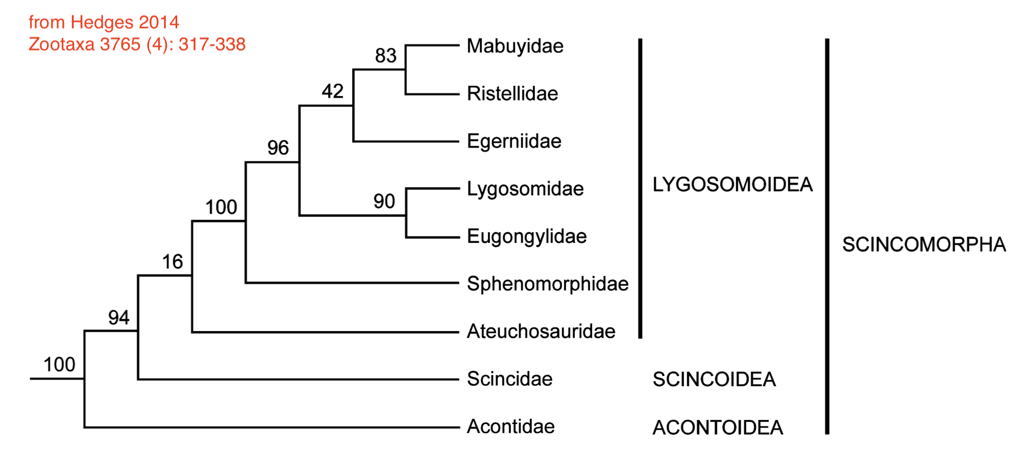 Reptile Taxonomy Chart