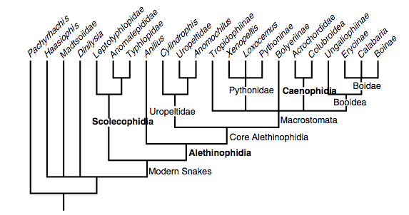 Snake phylogeny after Lee et al. (2007)