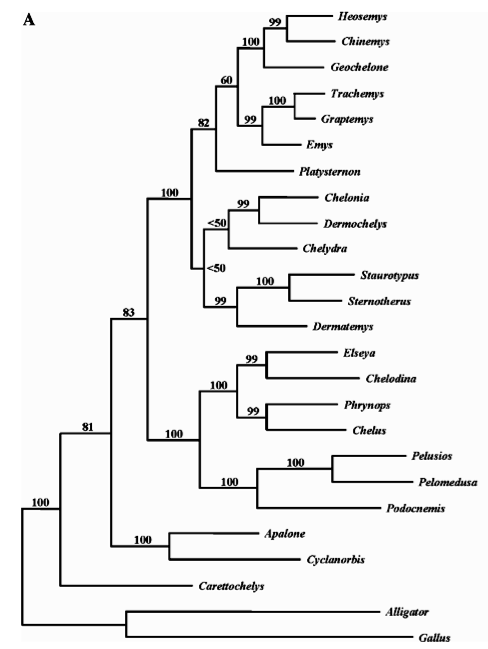 Reptile Taxonomy Chart